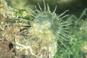 Aiptasia Anemone