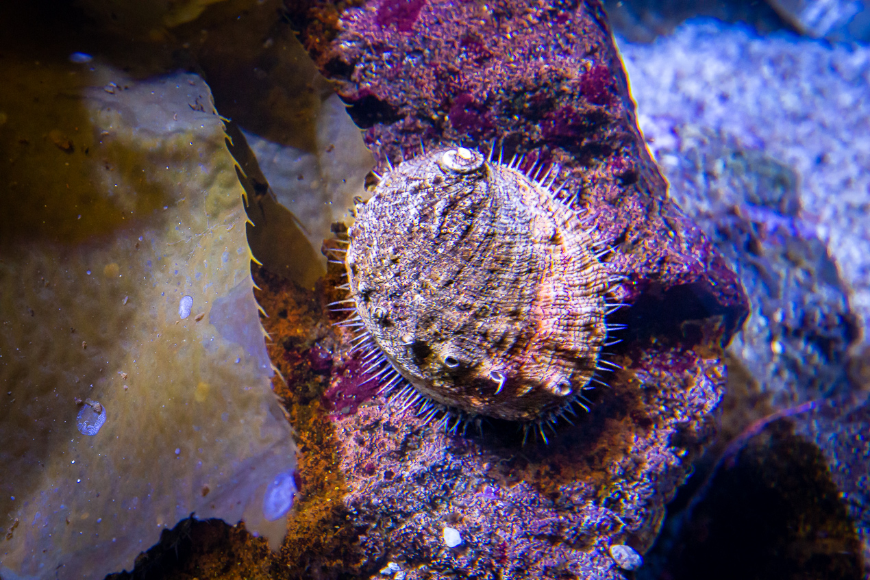 Snails