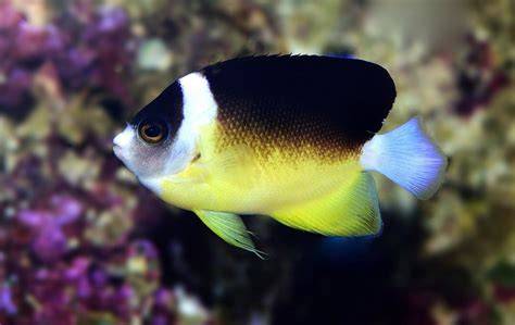 Abe's Angelfish
