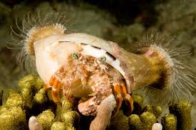 Crabs