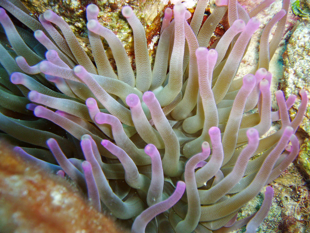 Condylactis Anemone