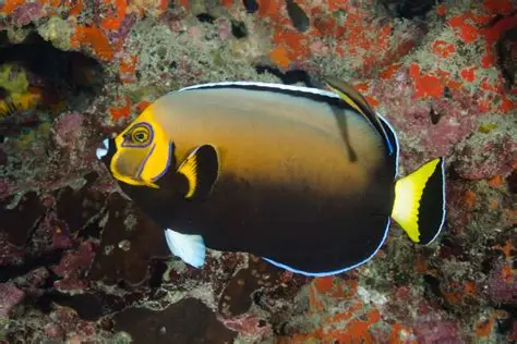 Conspicuous Angelfish