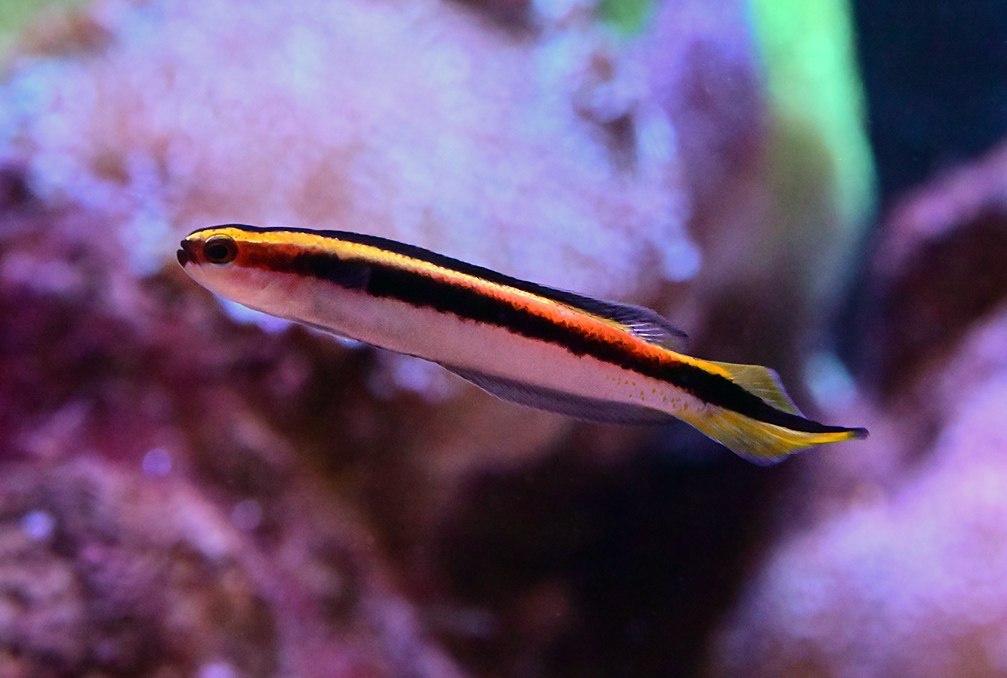 Eastern Hulafish