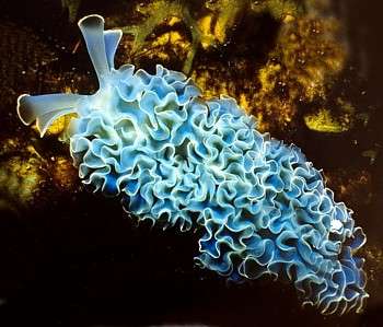Sea Slugs