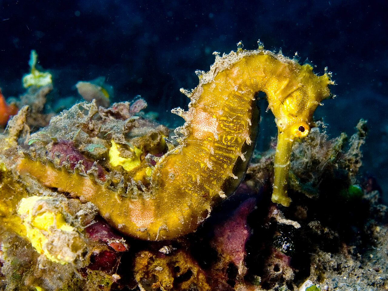 Thorny Seahorse