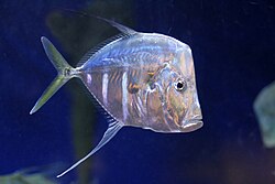 Lookdown Fish