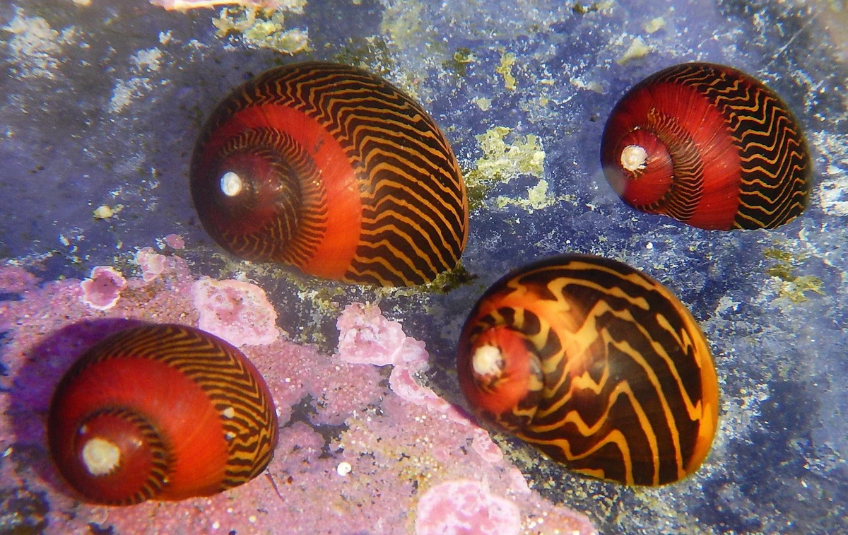 Red Nerite Snail