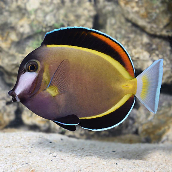 Gold Rimmed Tang