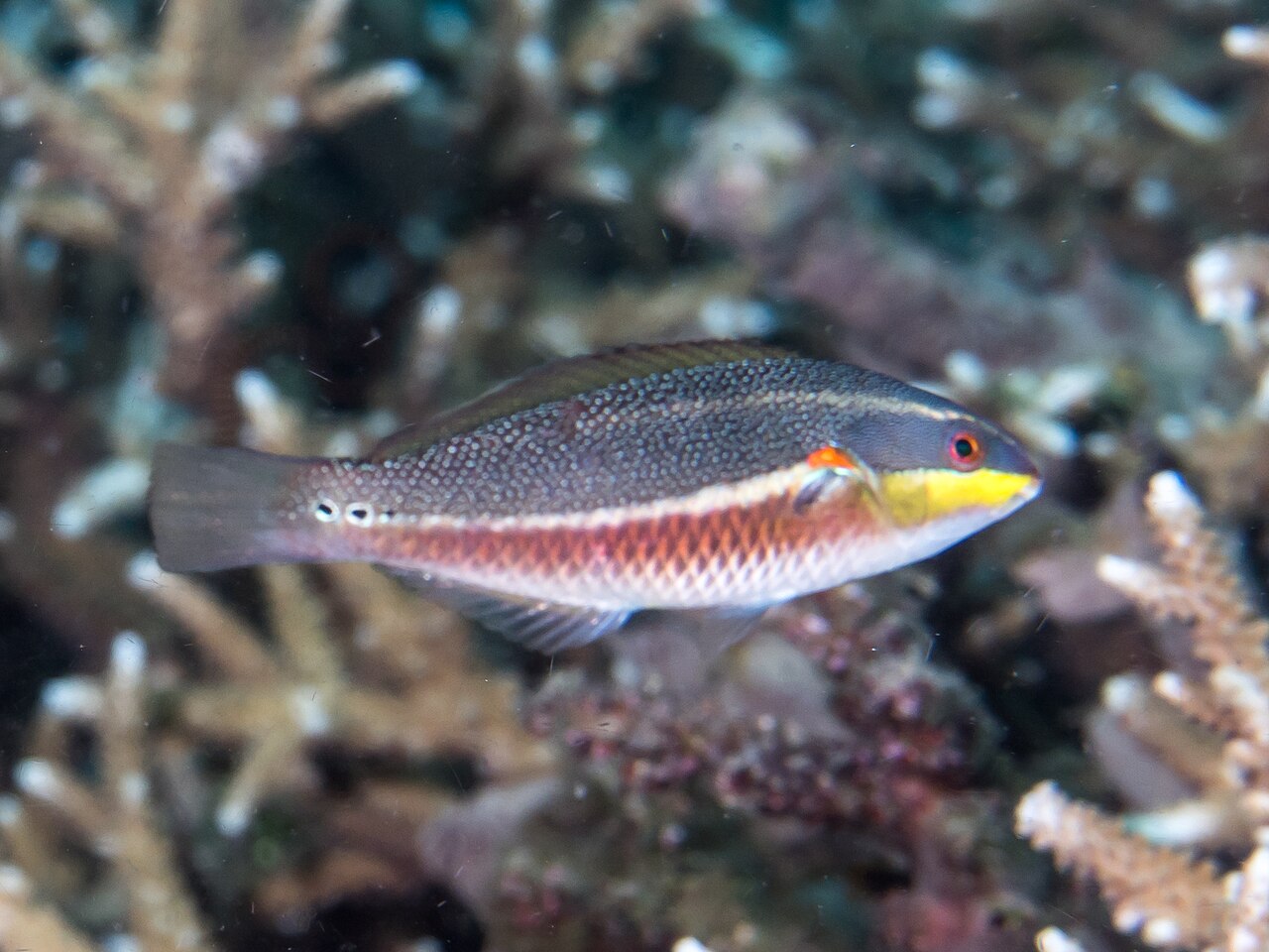 Orange Shoulder Wrasse