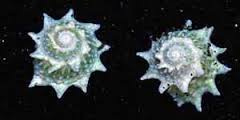 Star Snail
