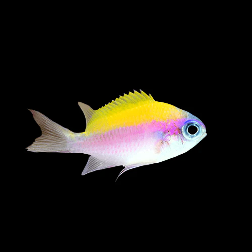 Sunshine Chromis