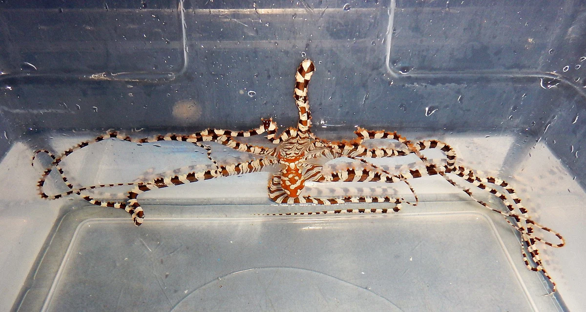 Wunderpus Octopus