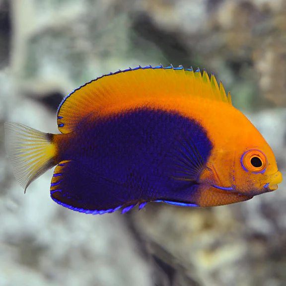 Pygmy Angel Pacific