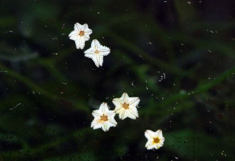 Asterina Starfish