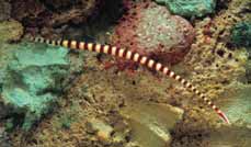Pipefish