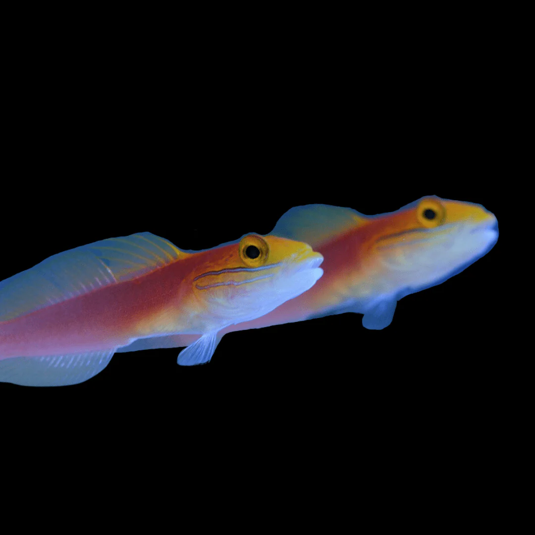 Bella Goby