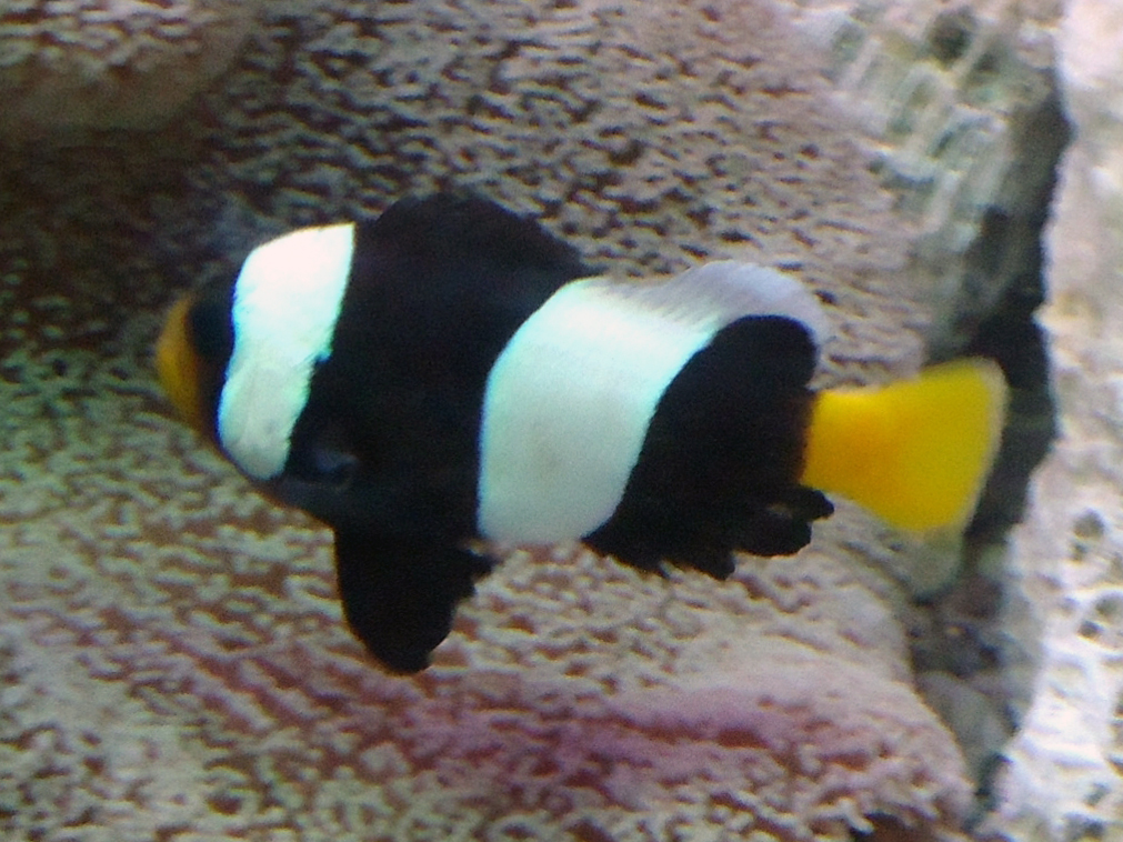 Sebae Black Clown