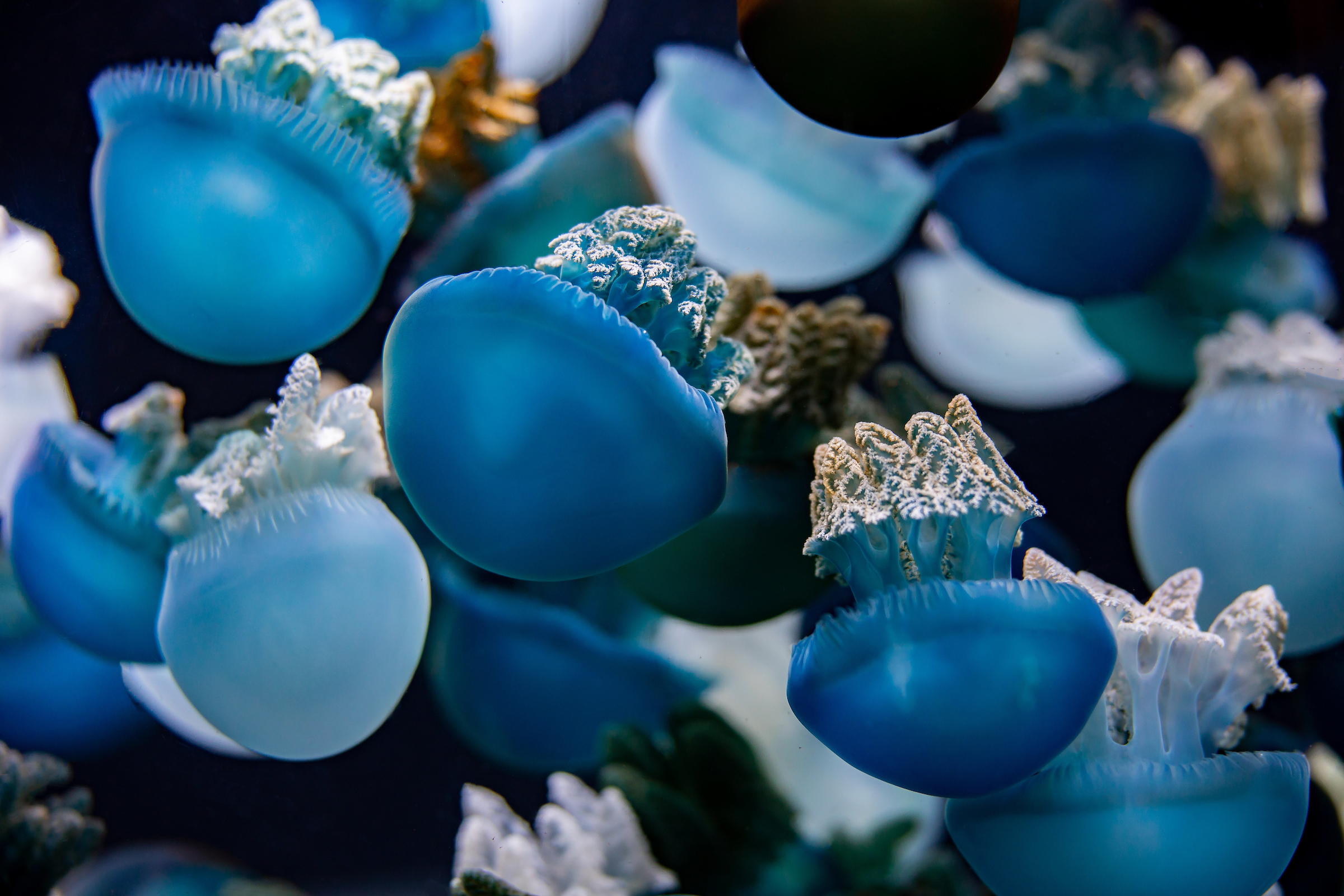 Blue Blubber Jellyfish