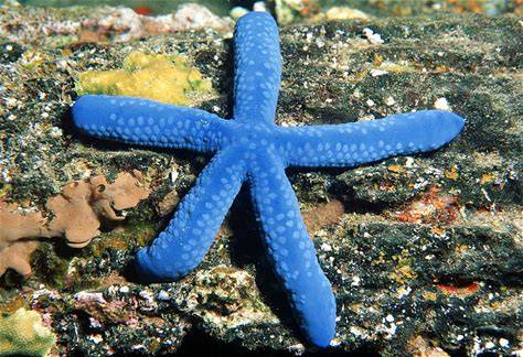 Starfish