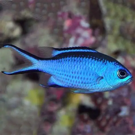 Blue Reef Chromis