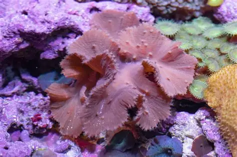 Cabbage Leather
