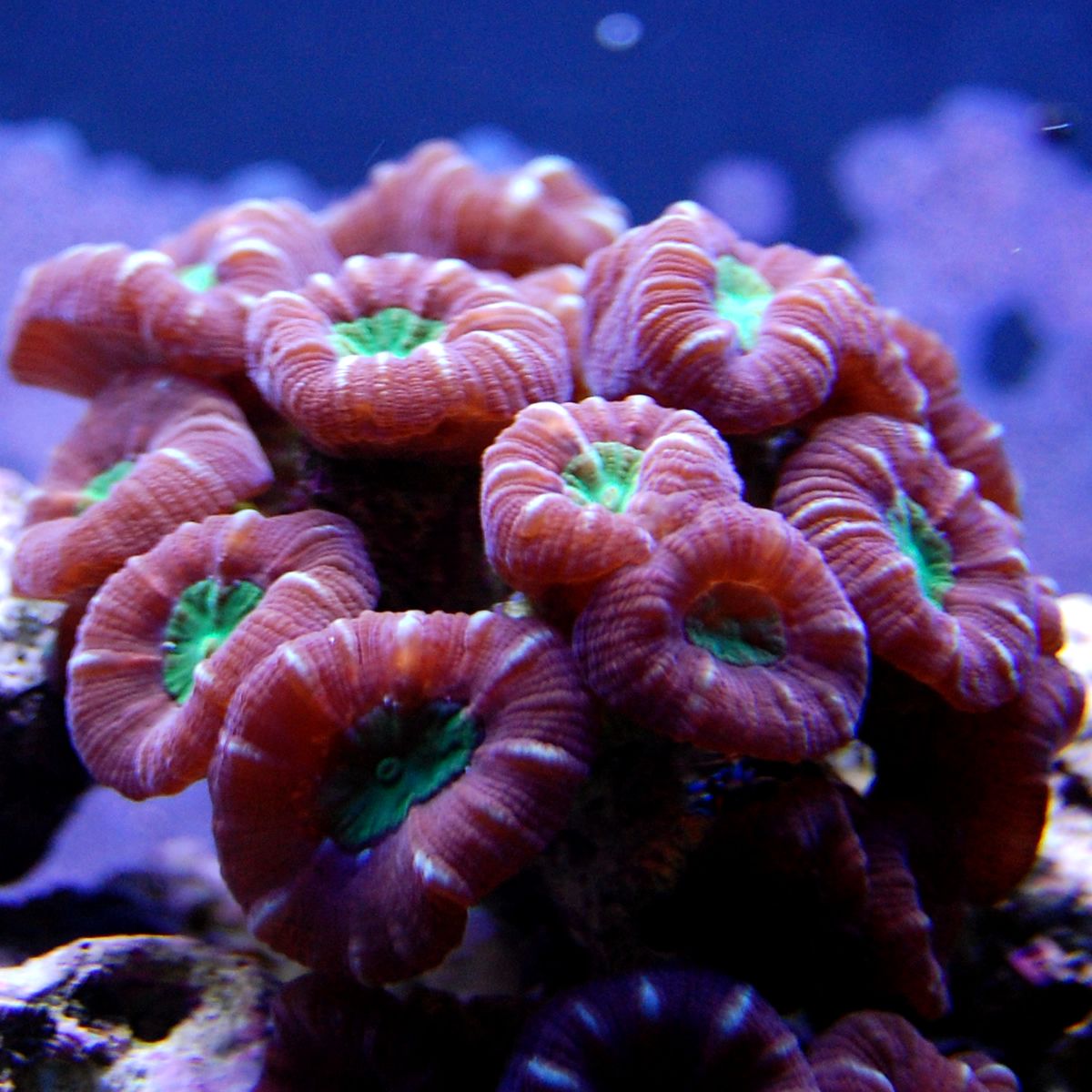 Candy Cane Coral