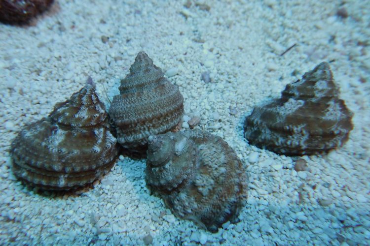 Cat Eye Turbo Snail