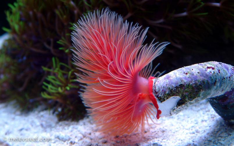 Coco Worm