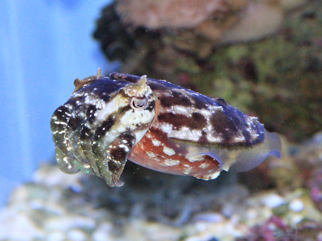 Dwarf Cuttlefish