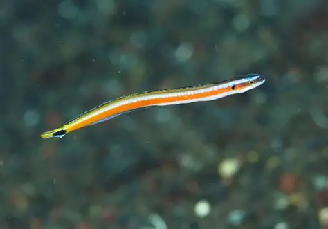 Curious Wormfish Goby