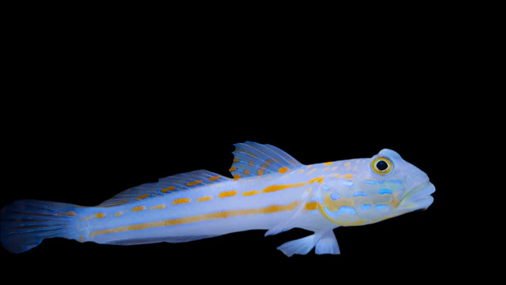 Diamond Sleeper Goby
