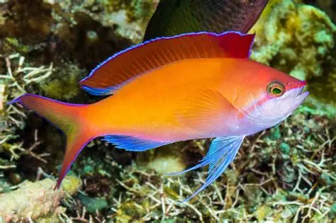 Dispar Anthias