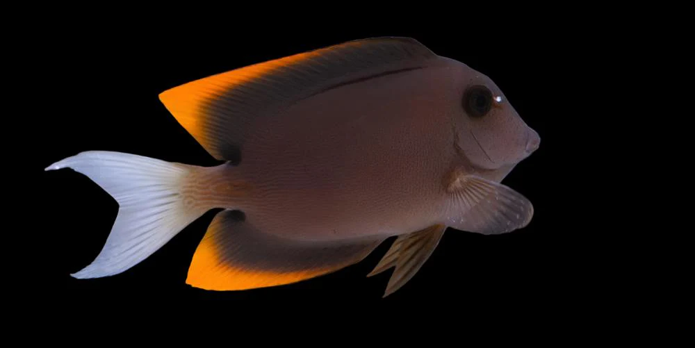 Flame Fin Tang