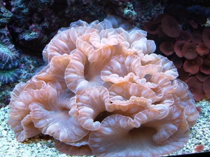Fox Coral