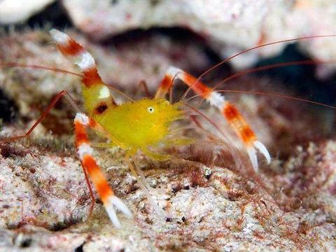 Gold Coral Banded Shrimp