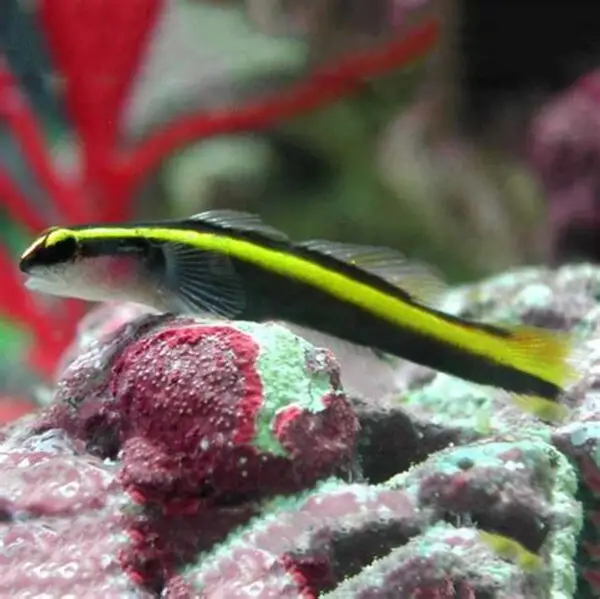Gold Neon Goby