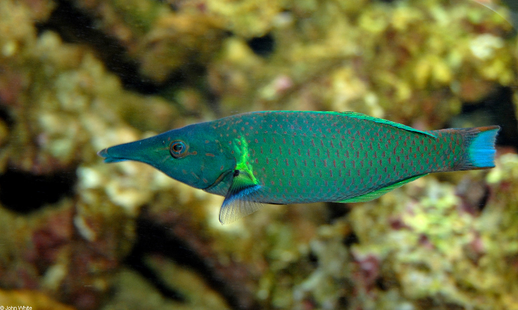 Bird Wrasse Male