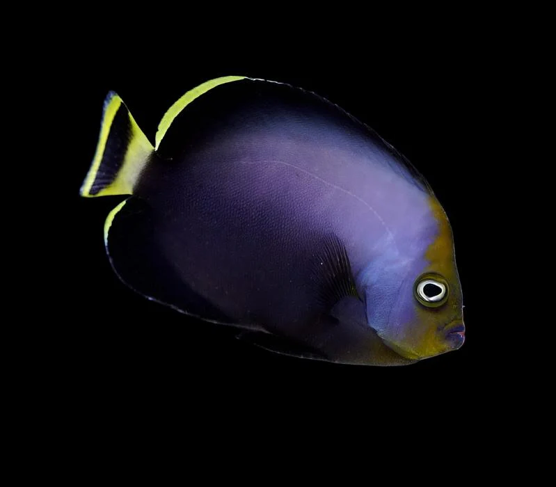 Grey Poma Angel
