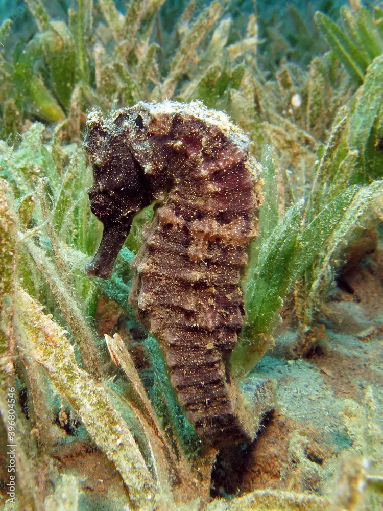 Sea Pony