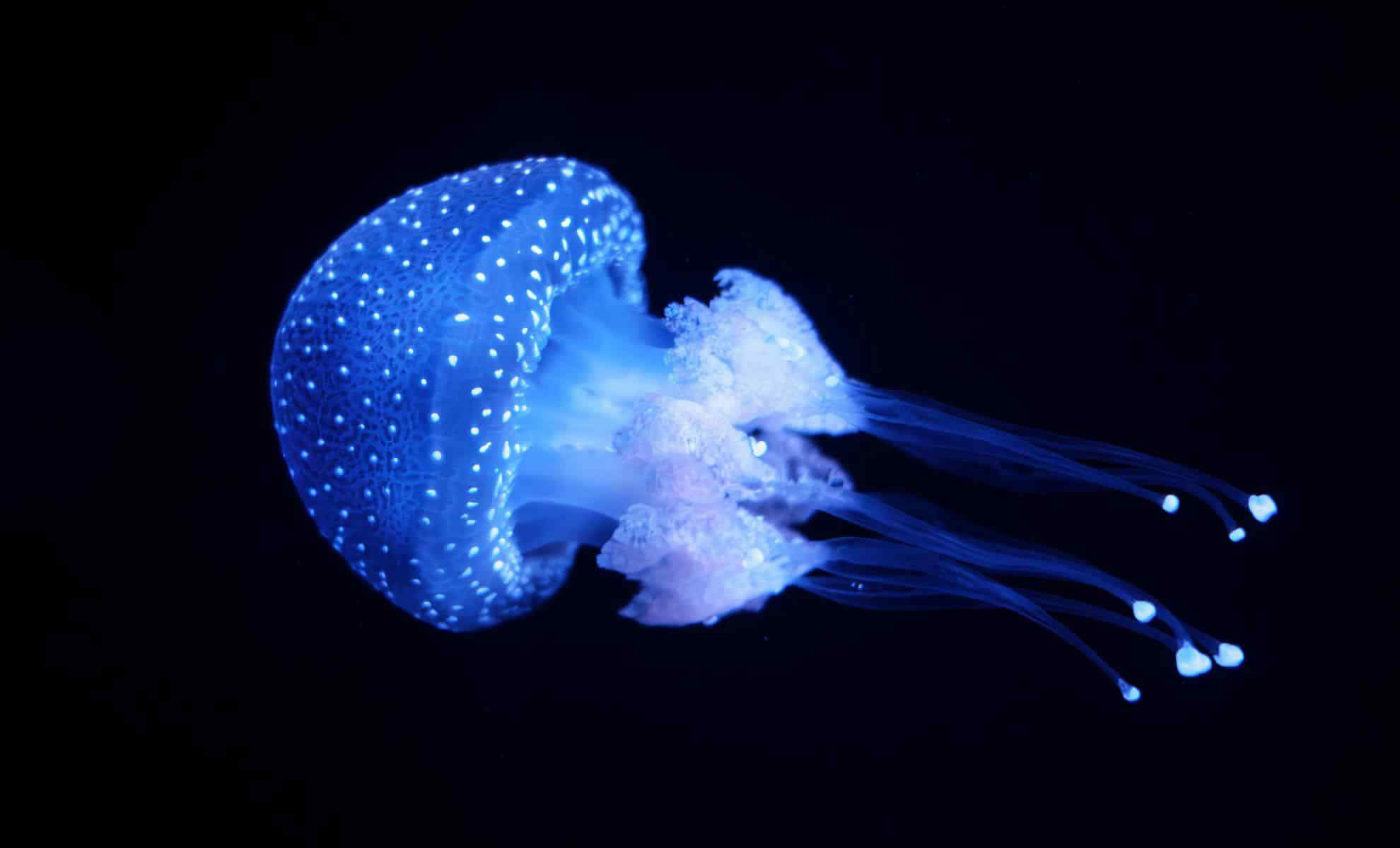 Jellyfish