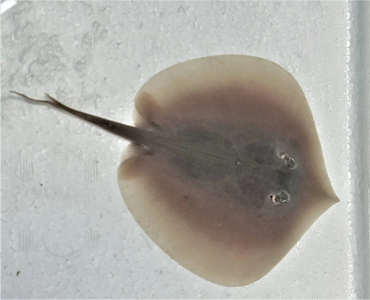 Mangrove Dwarf Stingray