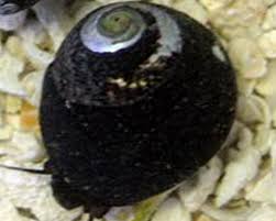 Margarita Snail