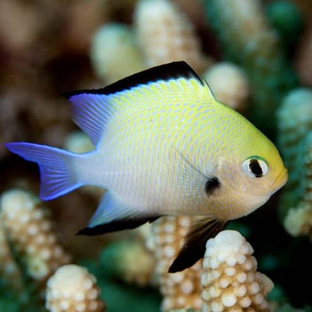Marginatus Damsel