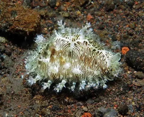 Money Cowrie