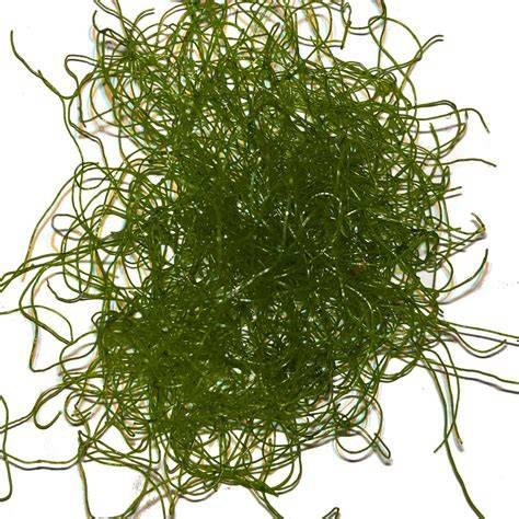 Chaetomorpha