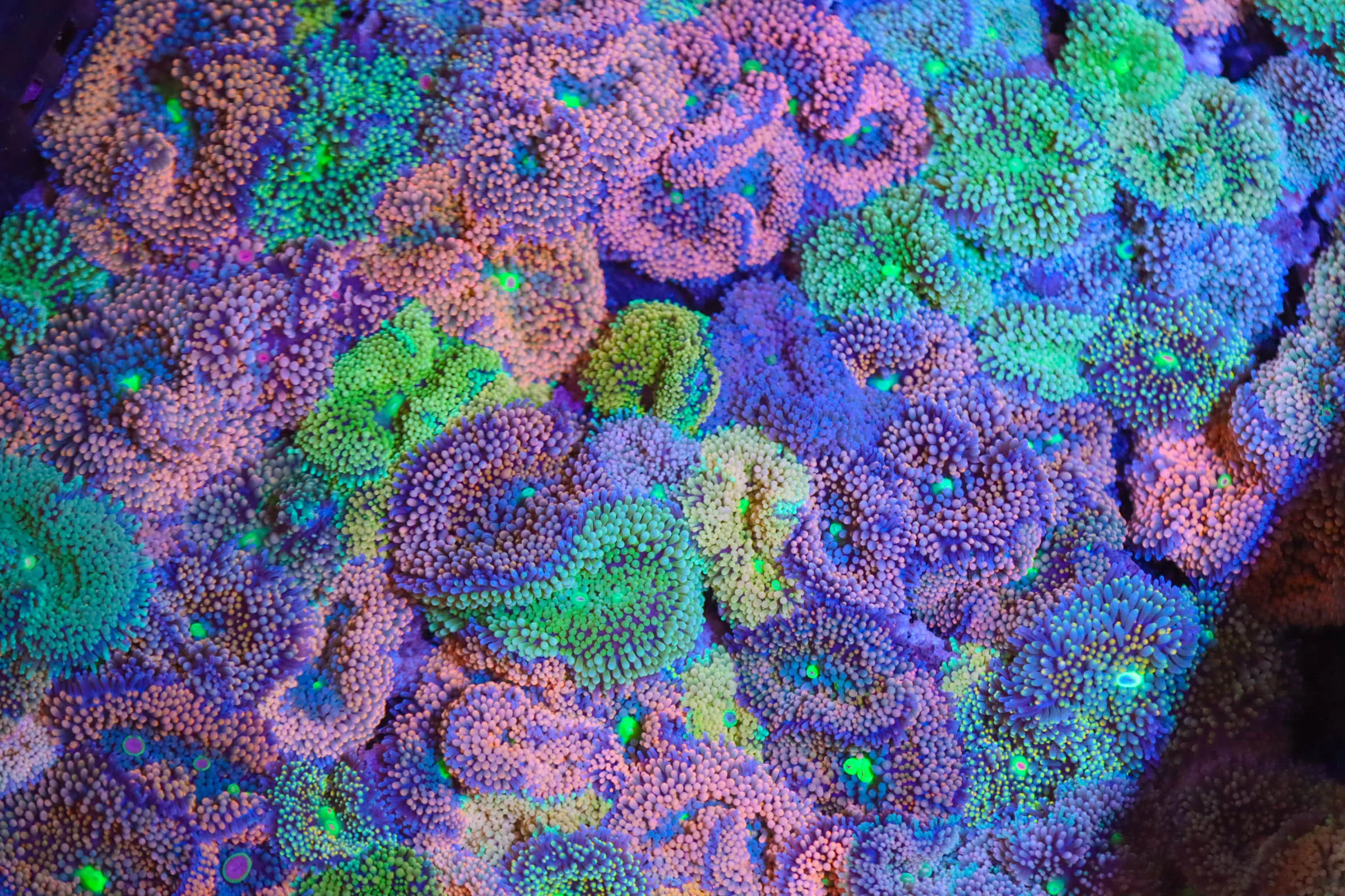Ricordea Mushroom