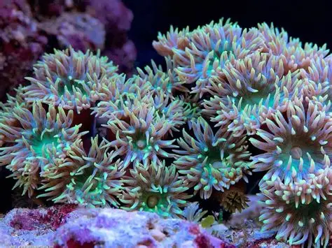 Duncan Coral