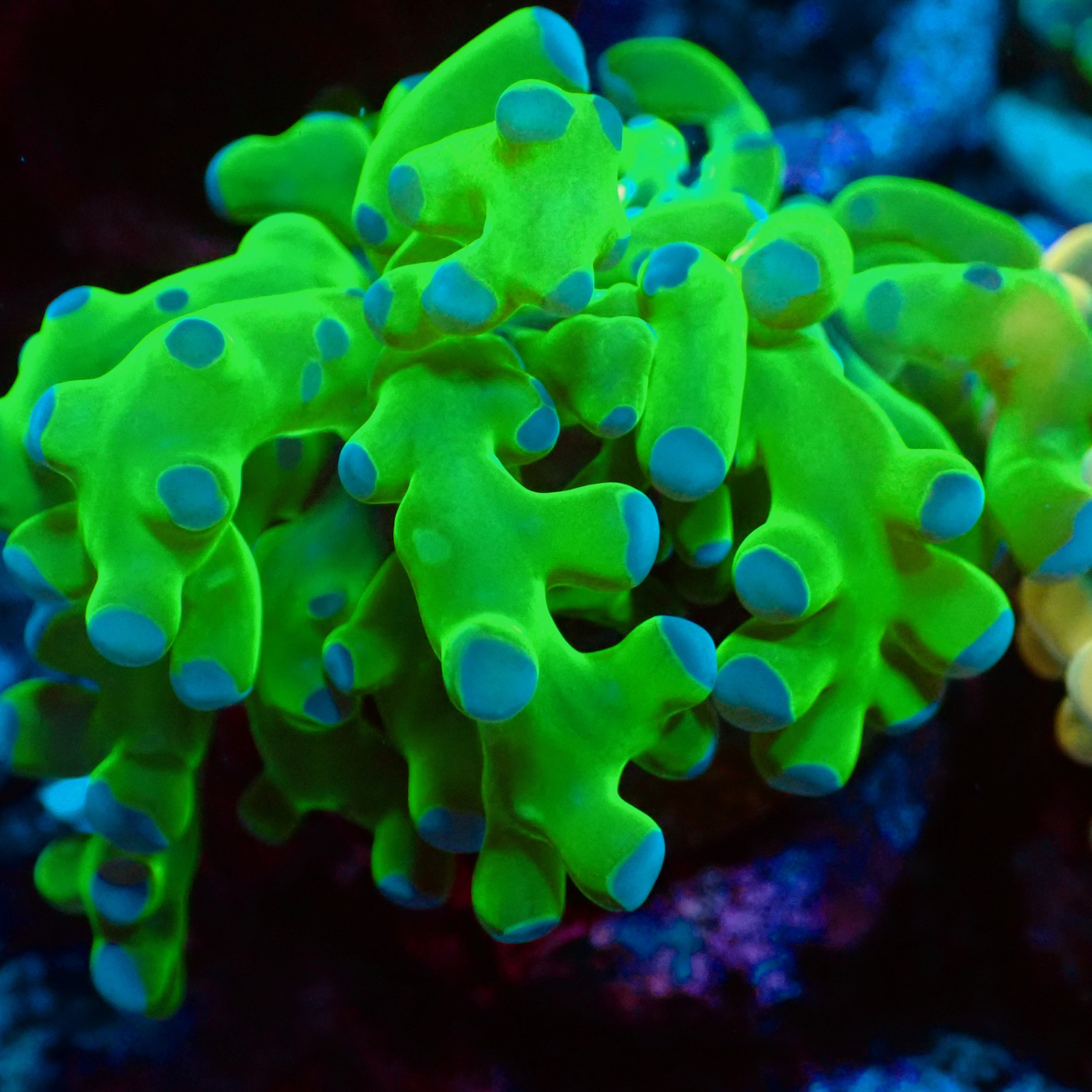 Frogspawn Coral