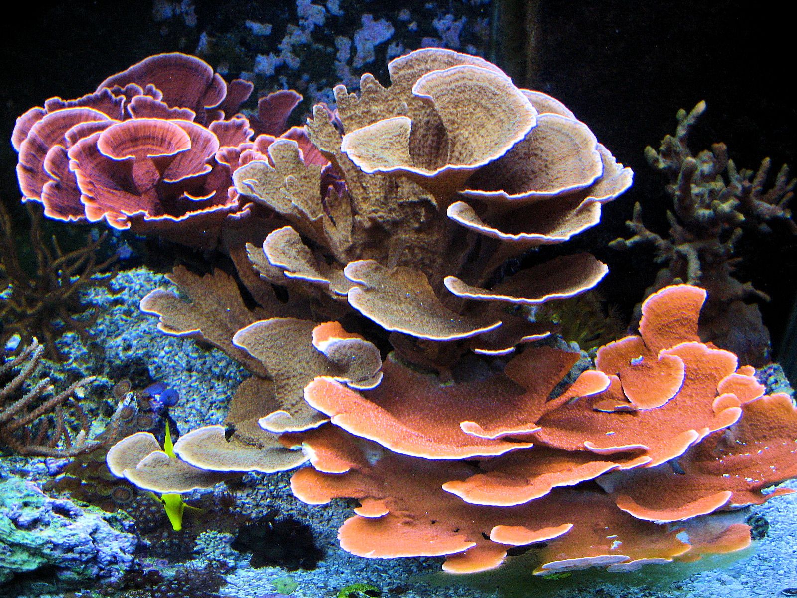 Montipora
