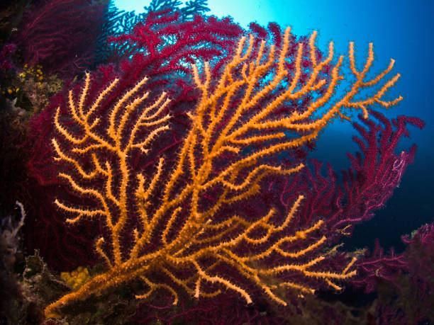 Sea Fan
